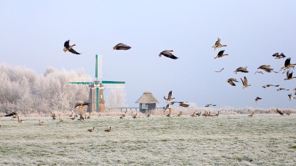 Wildvögel bleiben länger Verluste für Landwirte durch Gänsefraß im