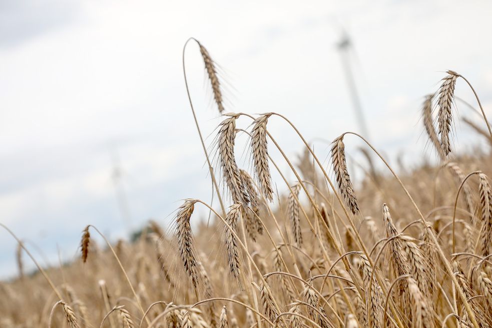 Die Getreideernte in Ostfriesland läuft bereits. Kartoffeln und Mais folgen in ein paar Wochen. Foto: Romuald Banik