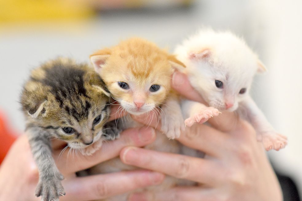Acht bis neun Kätzchen sollen in Großefehn „entsorgt“ worden sein. Symbolfoto: DPA