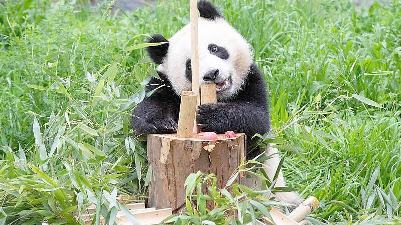 Paule, einer der beiden jungen Pandas im Berliner Zoo, läßt sich Bambus von der Geburtstagstorte schmecken. Foto: Paul Zinken/dpa