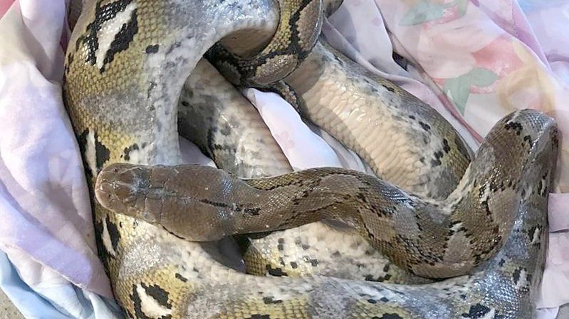 Diese 1,80 m lange Python wurde am 30. August auf einem Feldweg unweit des Ortes Conington gefunden. Foto: -/RSPCA/PA Media/dpa