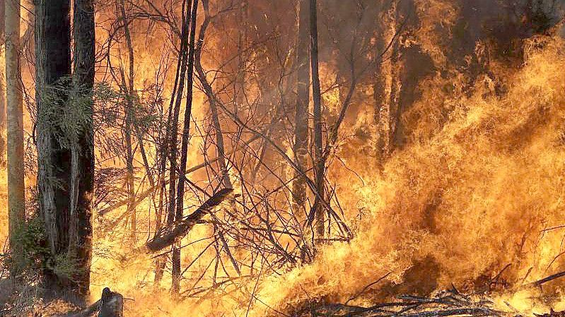 Waldbrände - wie hier in Australien - und andere Naturereignisse gefährden vor allem Menschen, die nicht sozial abgesichert sind. Foto: Rick Rycroft/AP/dpa/Archivbild