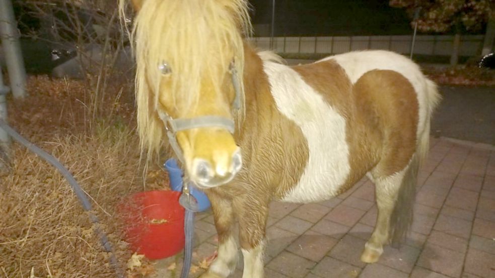 Wem gehört dieses freilaufende Pony? Foto: Polizei Stralsund