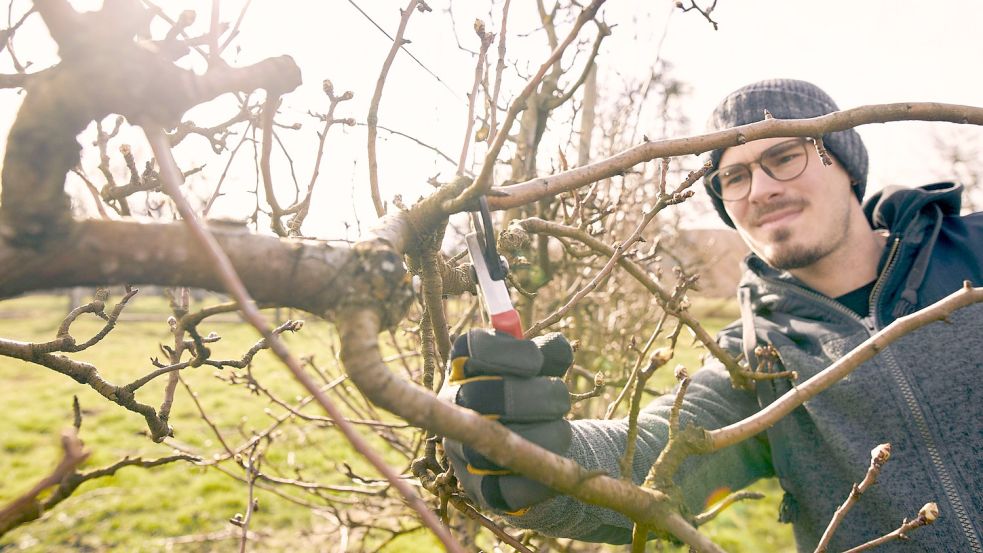 Wenn auch Sie Bäume in Ihrem Garten schneiden, gilt es einiges zu beachten – wir geben Ihnen Tipps. Foto: imago images/Westend61