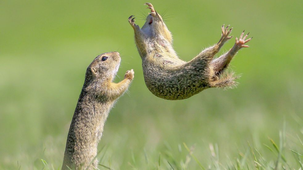 Dieses Hörnchen vertraut ihrem Partner offenbar auch im blinden Fall. Foto: Kranitz Roland/The Comedy Wildlife Photography Awards 2021