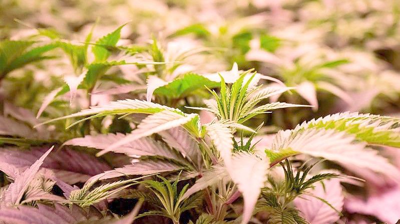 Seit einigen Jahren wird Cannabis für medizinische Zwecke wie Schmerzlinderung bei Schwerkranken erlaubt. Foto: Christian Charisius/dpa