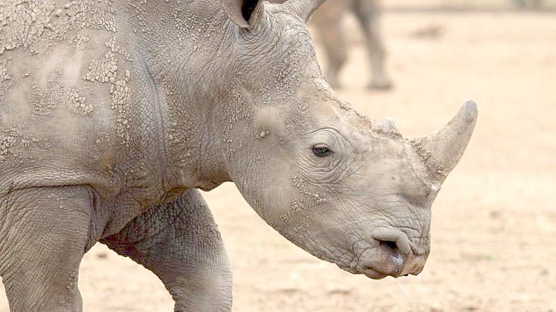 Ein Breitmaulnashorn in einer privaten Aufzuchtstation in Südafrika (Archivbild). Foto: Jürgen Bätz/dpa