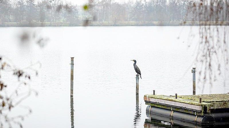 Ein Kormoran bei trübem Wetter auf einem Pfahl im Allersee. Foto: Moritz Frankenberg/dpa