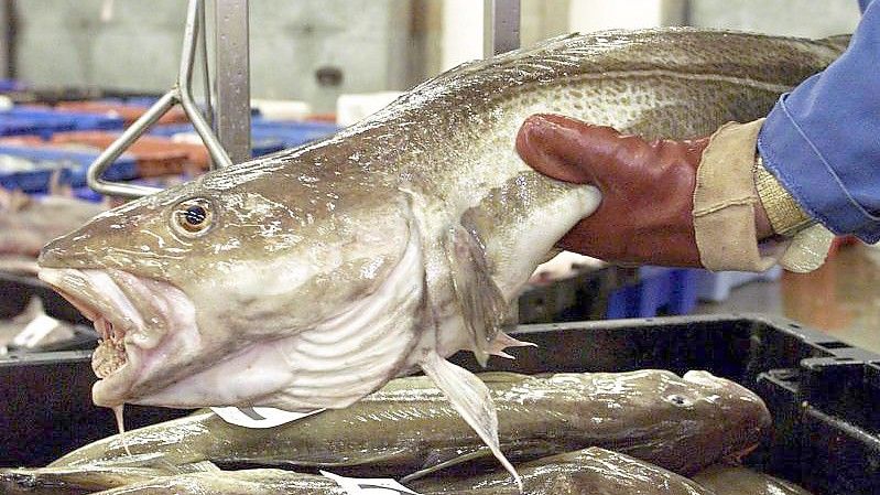 Ein Fischhändler englischen Lowestoft: Wie hoch die Fangmengen ausfallen, hängt u.a. von internationalen Verpflichtungen ab. Foto: Andrew Parsons/PA/epa/dpa