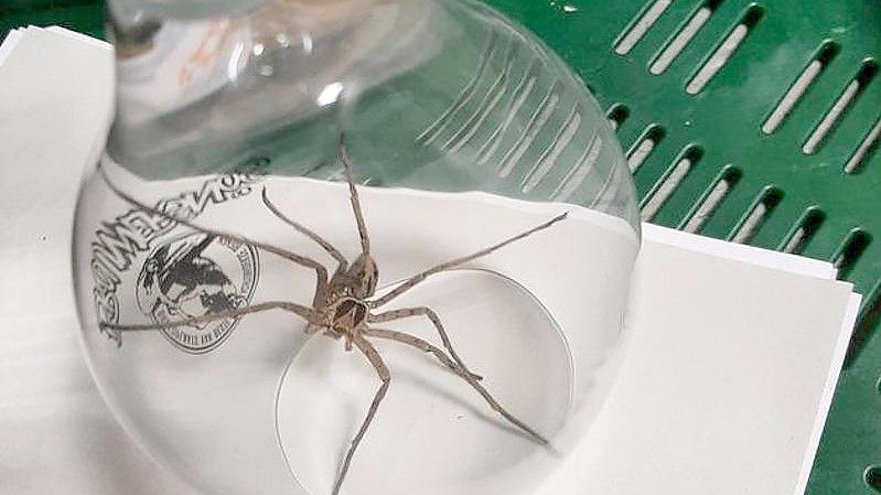 Eine Warmhaus-Riesenkrabbenspinne unter einem Glas. Foto: -/Polizei Kleve/dpa