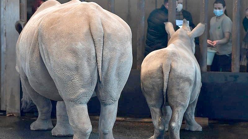 Die Breitmaulnashörner Marcita (l) und ihr Junges Tayo im Zoopark Erfurt. Foto: Martin Schutt/dpa-Zentralbild/dpa