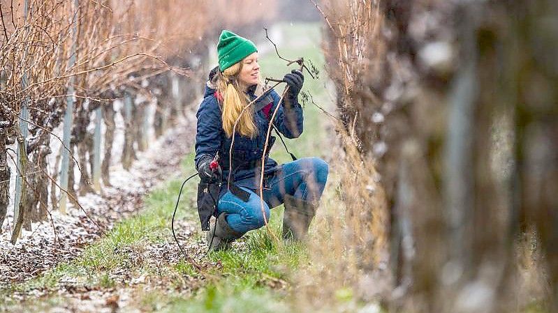 Hanneke Schönhals, Winzerin im Weingut Schönhals, schneidet die Reben mit der elektrischen Schere. Foto: Andreas Arnold/dpa