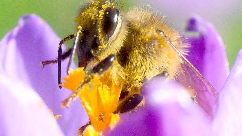 Eine Biene sitzt in einem Krokus in der Region Hannover. Foto: Julian Stratenschulte/dpa