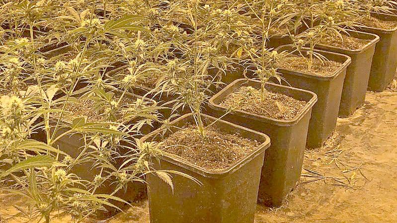 In einem Wohnhaus in Düsseldorf hat die Polizei eine riesige Cannabis-Plantage entdeckt. Foto: -/Kreispolizeibehörde Mettmann/dpa