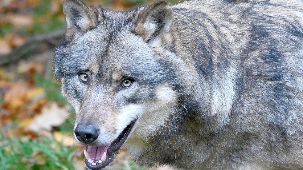 In Mecklenburg-Vorpommern ist ein Wolf möglichweise gezielt angegriffen worden. (Symbolbild) Foto: dpa/Swen Pförtner