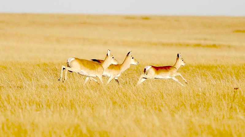 Eine Gruppe von mongolischen Gazellen. Eine Gazelle hat rechnerisch in fünf Jahren den halben Erdball umrundet. Foto: Ariunbaatar/dpa