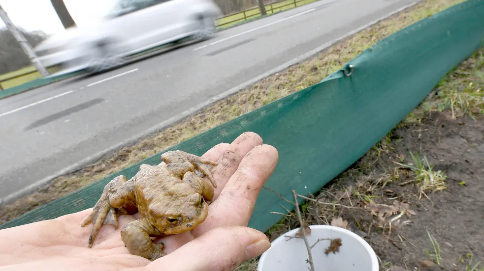 Krötenschutzzäune hindern Amphibien daran, bei ihrer Wanderung auf die Straße zu geraten. Foto: Holger Hollemann/DPA