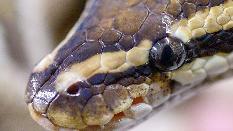 Pythons sind ungiftig und töten ihre Beute dadurch, dass sie sie umschlingen. Foto: Christophe Gateau/dpa