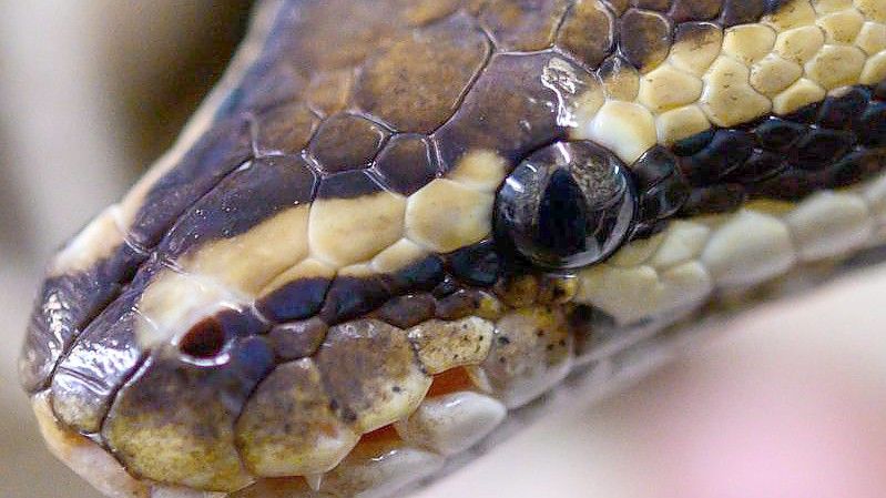 Pythons sind ungiftig und töten ihre Beute dadurch, dass sie sie umschlingen. Foto: Christophe Gateau/dpa