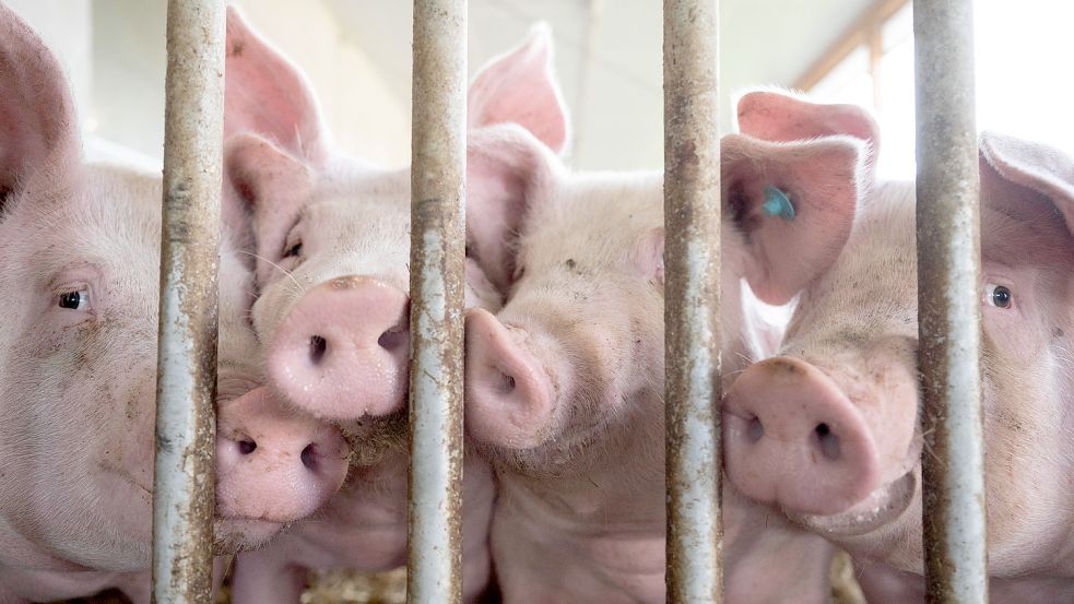 Wie hat das Schwein gelebt? Das soll bald das staatliche Haltungskennzeichen ausweisen. Doch um die Ausgestaltung gibt es Streit. Foto: dpa