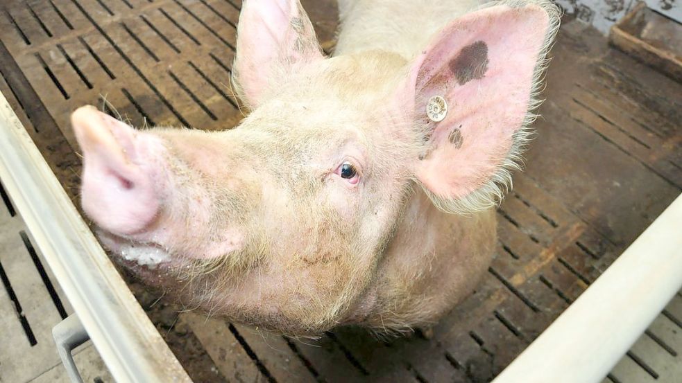 Das Schweineleben in Deutschland soll besser werden. Aber wie finanzieren? Eine staatliche Tierwohlabgabe liegt offenbar erst einmal auf Eis. Foto: Katja Müller