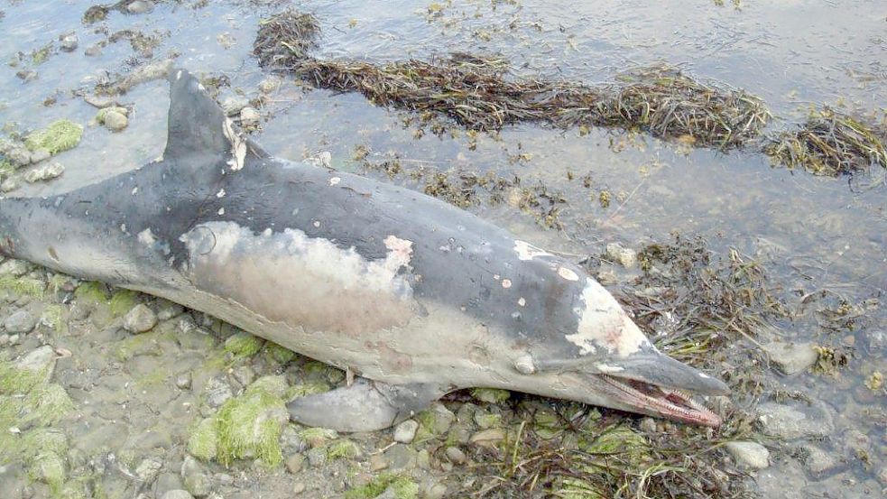 An der Spitze der Halbinsel Holnis wurde ein Delfin leblos aufgefunden. Foto: Andreas Pfander