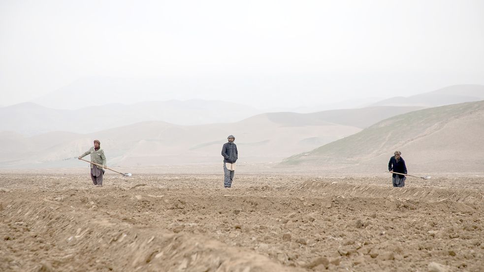 Männer arbeiteten im November vergangenen Jahres auf einem Feld in Afghanistan. Das Land erlebte eine der schwersten Dürren der vergangenen zwei Jahrzehnte. Es fehlt aber nicht nur an Lebensmitteln, sondern auch an Medikamenten und anderen medizinischen Gütern. Es droht eine humanitäre Katastrophe. Foto: DPA