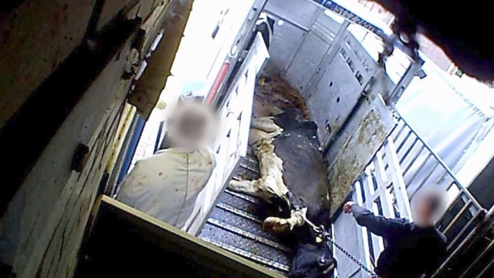 Aufnahmen von Tierrechtsaktivisten dokumentierten, wie mit Rindern im Schlachthof Bad Iburg umgegangen worden ist. Nun stehen der Chef und Mitarbeiter vor Gericht. Foto: Soko Tierschutz