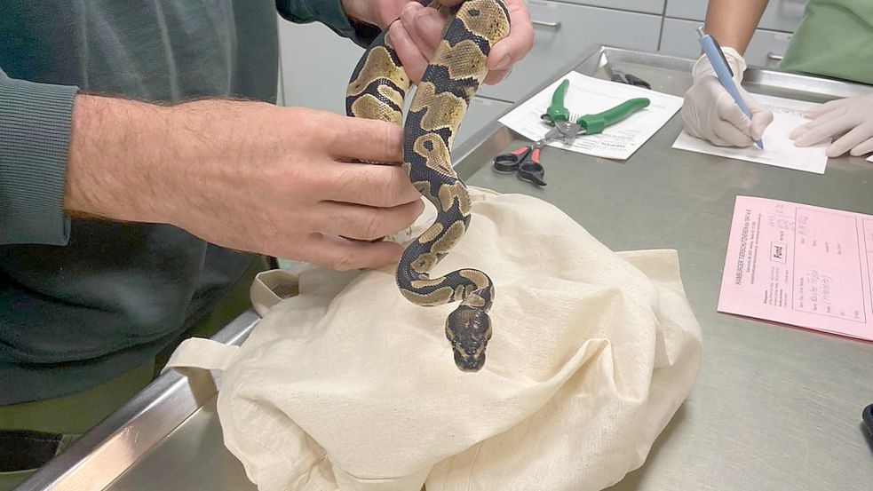 Eine der ausgesetzten Königspythons. Die noch nicht ausgewachsenen Reptilien waren in einem sehr guten Zustand. Foto: HTV