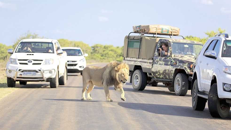 Safaris im Kruger-Nationalpark sind bei Touristen aus aller Welt sehr beliebt. Foto: imago-images/imagebroker