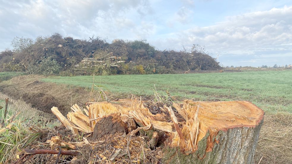 Meterhoch türmen sich bereits mehrere Strauchhaufen in den Meeden. Sie werden vermutlich geschreddert. Fotos: Holger Janssen