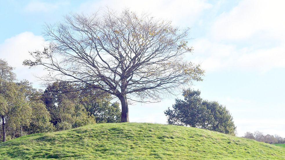 Der Spitzbargen mit der von Krine de Berg gepflanzten Buche. Foto: Gerd-Arnold Ubben