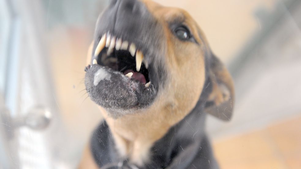 In der Gemeinde Vellahn wird schon länger über eine Veränderung der Hundeordnung diskutiert. Foto: Soeren Stache/dpa