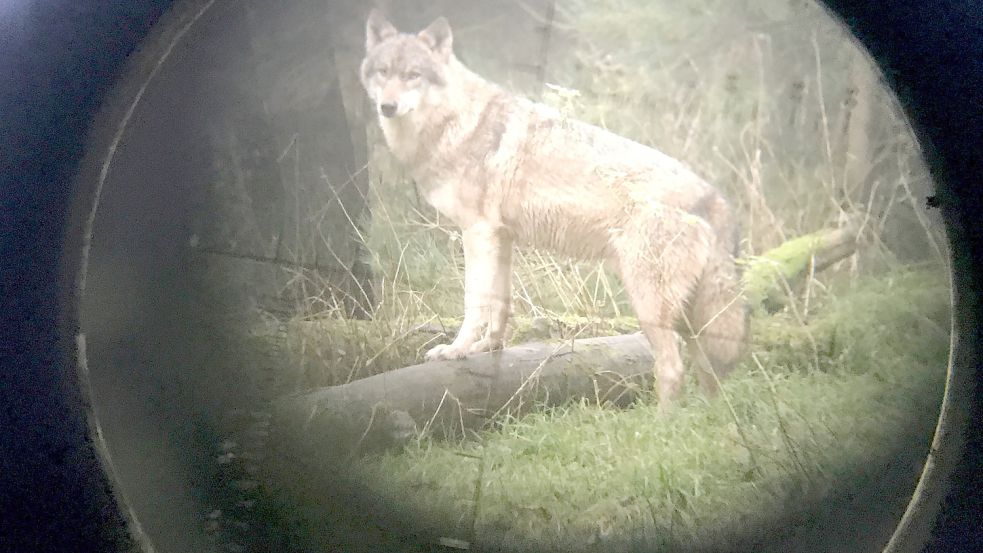 Ein Wolf steht im Wildpark Eekholt, fotografiert durch ein Zielfernrohr. Foto: Rehder/dpa