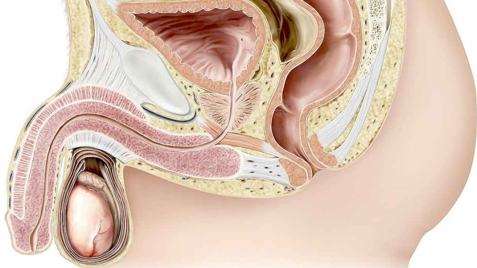 Schwachpunkt Vorsteherdrüse: Das Prostatakarzinom ist in Deutschland die häufigste Krebserkrankung bei Männern. Auf unserer Grafik ist die Prostata das herzförmig dargestellte Organ genau in der Mitte, zwischen Blase und Schwellkörpern. Foto: imago-images/UIG