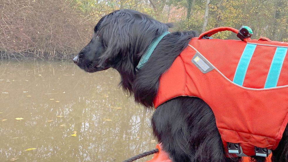 Mehrere Suchhunde der Hundestaffel Ems/Jade haben am Sonnabend das Norder Tief abgesucht. Foto: Hundestaffel Ems/Jade