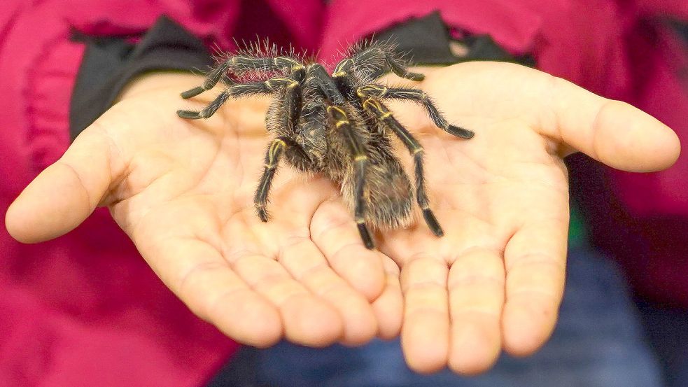 Der achtjährige Jelde Ens hält eine Vogelspinne auf den Händen. Foto: Helmut Vortanz