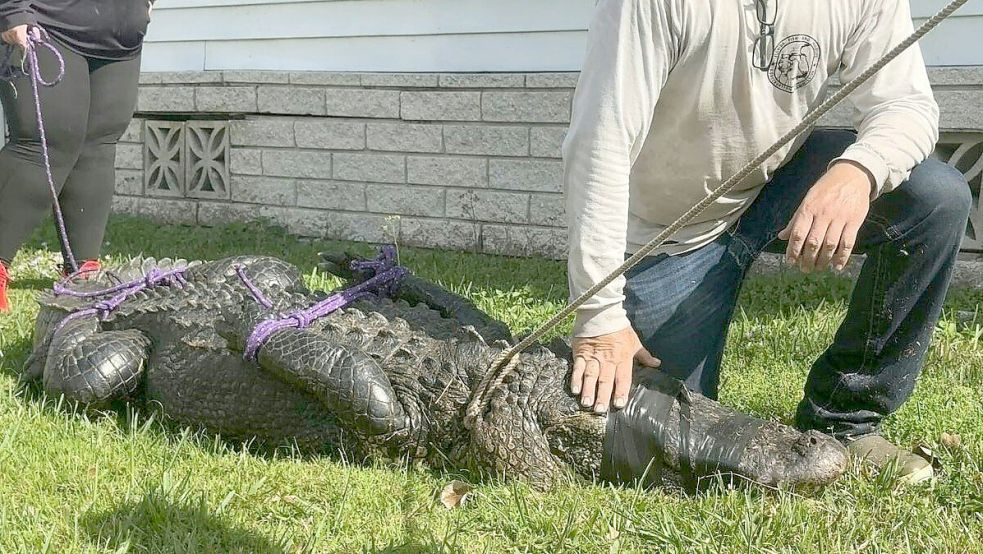 Alligatoren sind in Florida weit verbreitet. Dieses Reptil tötete eine Frau. Foto: afp/St. Lucie County Sheriff‘s Offic