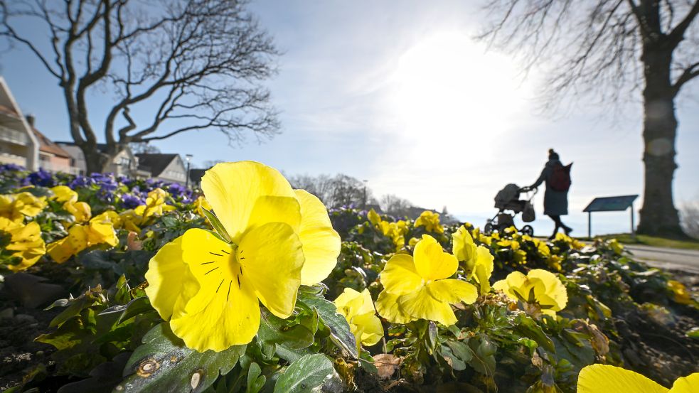 Stiefmütterchen blühen im Sonnenschein. Am Montag wird es über 20 Grad in Teilen Deutschland. Foto: dpa