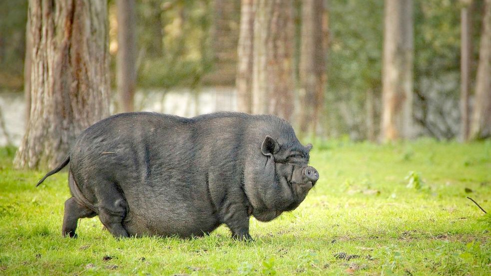 Ein schwarzes Hängebauchschwein – ähnlich wie auf diesem Symbolbild – ist in Wirdum unterwegs. Symbolfoto: Pixabay