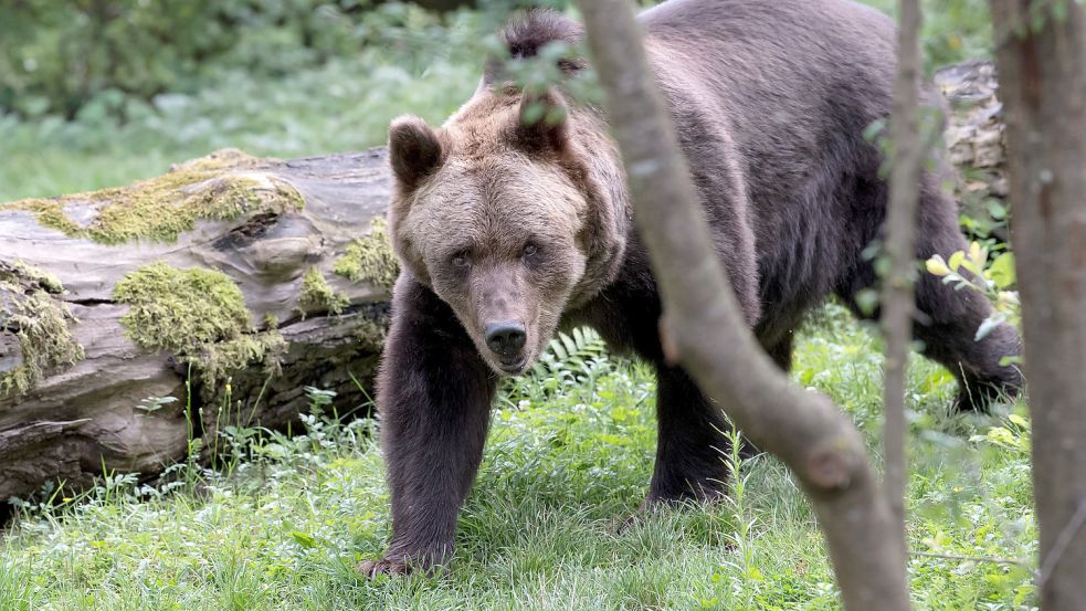 Nach der tödlichen Attacke auf einen Jogger in Norditalien wurde die wildlebende Bärin JJ4 nach Angaben der Provinz Trentino eingefangen. Foto: dpa/Sven Hoppe