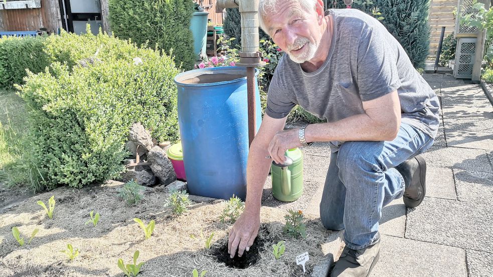 Wie trocken ist der Boden? Kleingärtner Klaus Langmaack aus der Gartengemeinschaft West in Neumünster prüft die Erde unter dem schützenden Rasenschnitt. Er kennt wertvolle Tricks, um die Trockenheit in den Griff zu bekommen. Foto: Dörte Moritzen