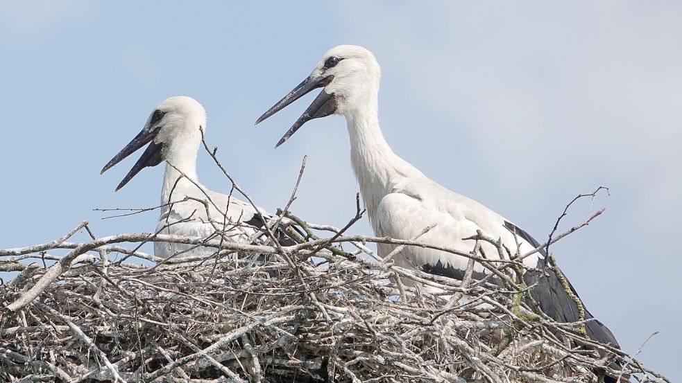 Im Storchennest wird es eng, denn die Jungvögel werden flügge. Foto: Helmut Vortanz