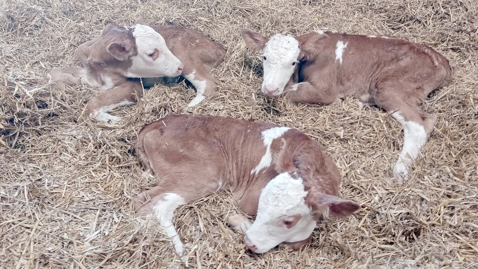 Zufrieden liegt das wenige Tage alte Kälbchen-Trio im Stroh auf Blinkers Hof in Moorhusen. Foto: privat