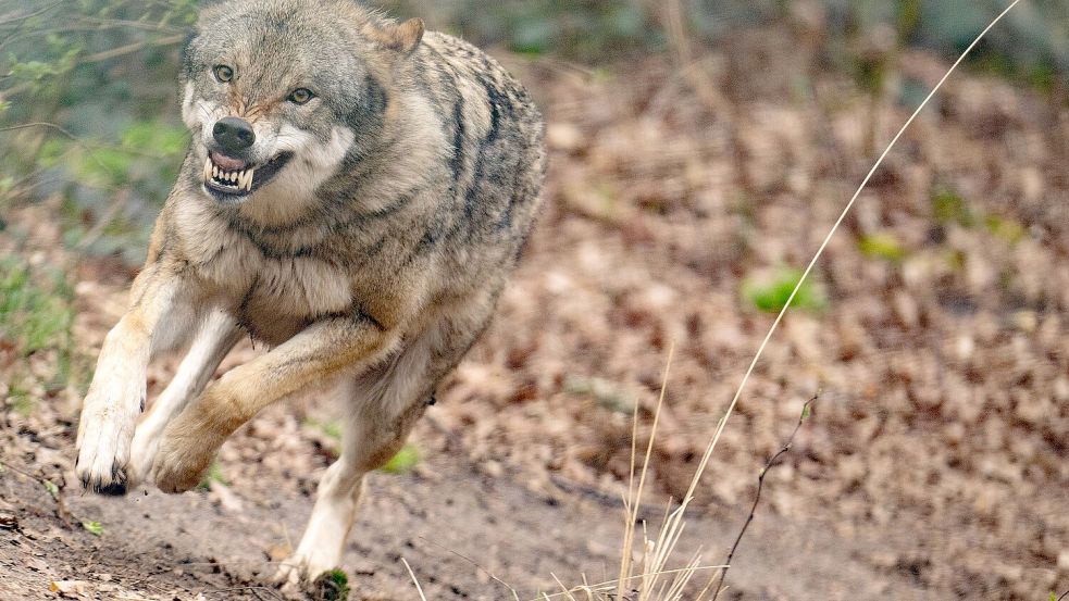 Dieser Wolf lebt im Wolfszentrum Hessen. Foto: DPA