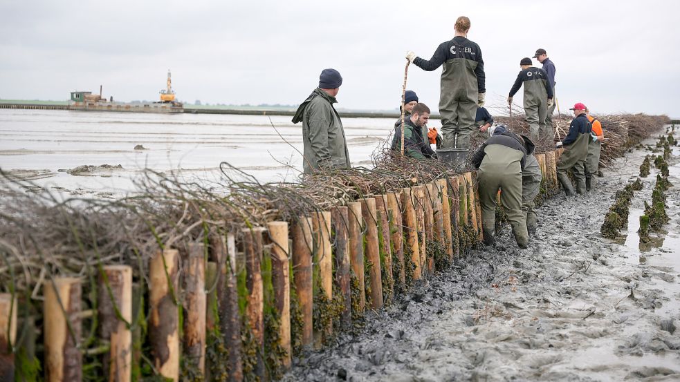 Teamarbeit unter erschwerten Bedingungen: Beim Bau und der Instandsetzung von Buschlahnungen muss nicht nur jeder Handgriff, sondern auch jeder Schritt sitzen. Foto: Lippe/NLWKN