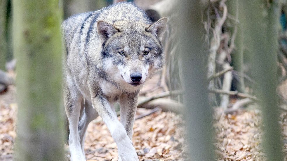 Immer wieder werden mögliche Wolfsrisse gemeldet. Bei diesem Tier handelt es sich jedoch um einen Wolf in einem Gehege. Foto: DPA