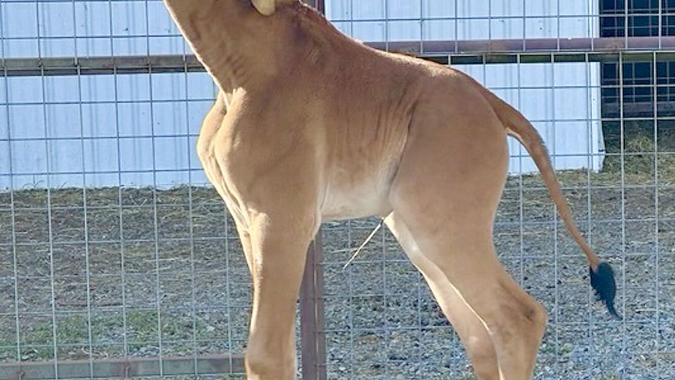 1,80 Meter groß ist das drei Wochen alte Wunder in Tennessee bereits. Dank der Fürsorge ihrer Mutter gedeihe die Giraffe prächtig, so der Brights Zoo. Foto: dpa/AP/Tony Bright/Brights Zoo