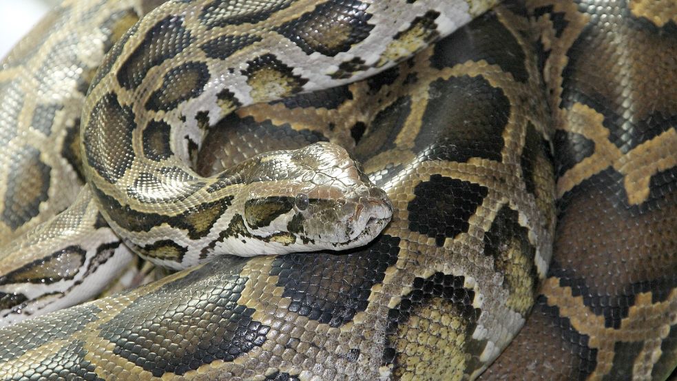 Eine Python wurde im australischen Melbourne im Badezimmer aufgefunden und verweilte dort mehrere Tage. Foto: imago images/Olaf Wagner