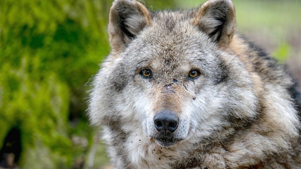 Ein Europäischer Grauwolf in einem Gehege. Foto: DPA